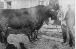 Henry Schinnerer's bull. Probably s/o Fred & Eliz (Schumm) Schinnerer. (1867-1952)