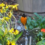 Baltimore Oriole