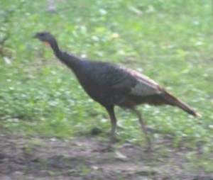 Wild Turkey 2011